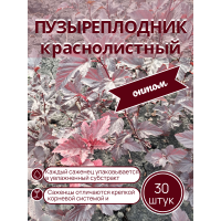 Пузыреплодник краснолистный /опт 30 шт саженцы